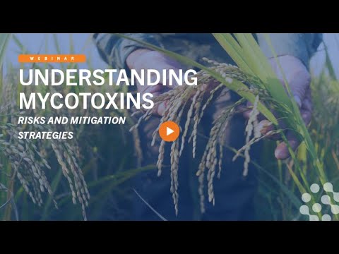 Understanding Mycotoxins - Risks and Mitigation Strategies