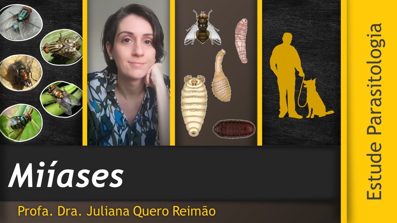 Aula sobre Miíases (berne e bicheira)