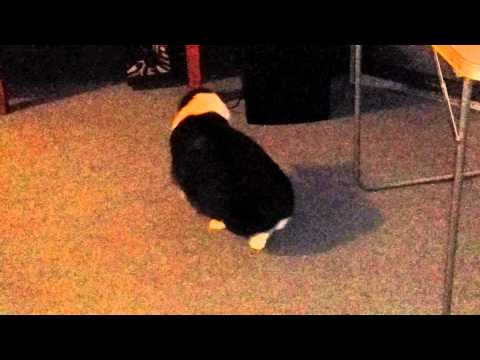 Double summersault cat