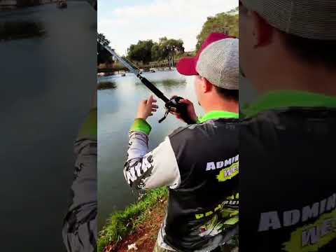 Pesca Esportiva no Pesqueiro Skifish | Tarumã-SP #pesca #pescaesportiva #pesqueiro #saopaulo