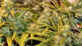 Godsmack - Sweet Leaf. It&#39;s just Nature saying HI!!