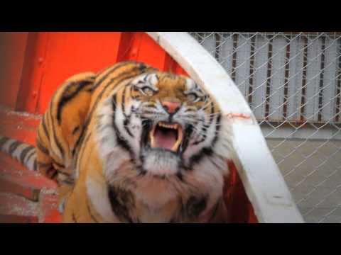 LIFE OF PI: Schiffbruch mit Tiger - Featurette 1 "Impossible Journey" (Full HD) - Deutsch / German