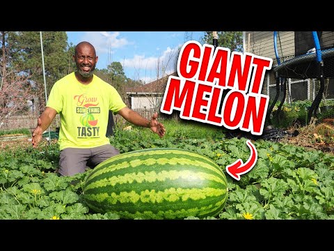 The Secret to Growing HUGE Watermelons