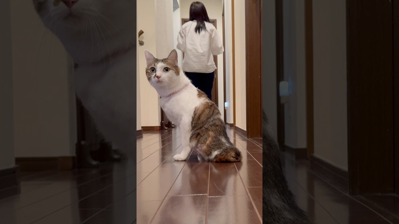 猫たちの夜のランウェイ #cats