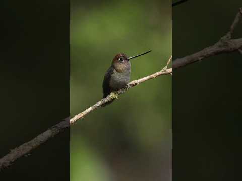 Green Fronted Lancebill #bird #nature