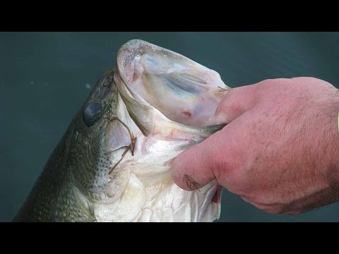 How To Hold A Bass The Right Way | Bass Fishing