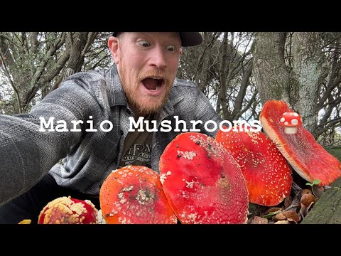 How to safely prepare the fly agaric (Amanita muscaria) as an edible mushroom 🍄