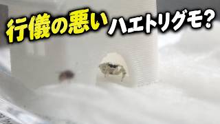 行儀の悪いハエトリグモに密着！