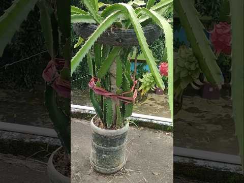 ড্রাগন গাছে পিঁপড়ে তাড়ানোর ঘরোয়া উপায় | Care Dragon Flower | ড্রাগন ফুলে পিঁপড়ের আক্রমণ। #shorts