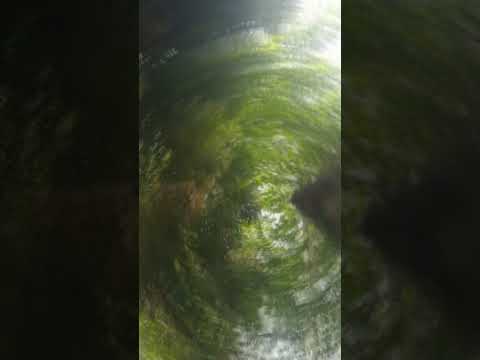 chumki biswas das#viral #song