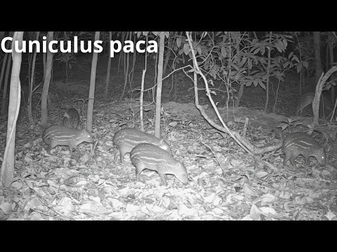 CÂMERA de VISÃO noturna na mata de Novo Horizonte do Norte-MT