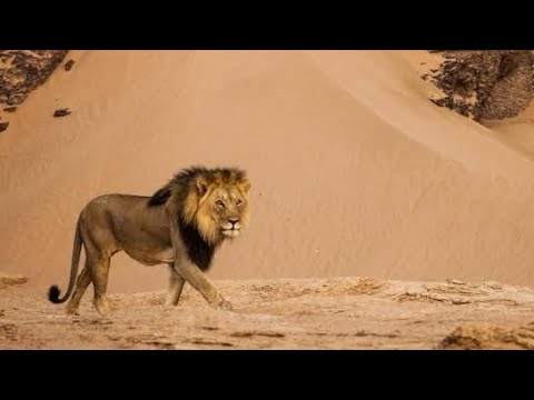 Leones los Cinco Mosqueteros 1 | Documental