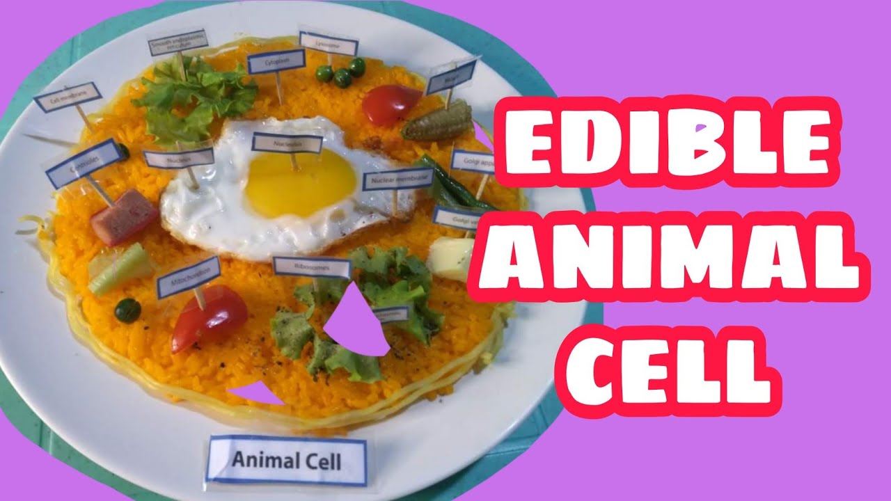 Presentation: EDIBLE ANIMAL CELL