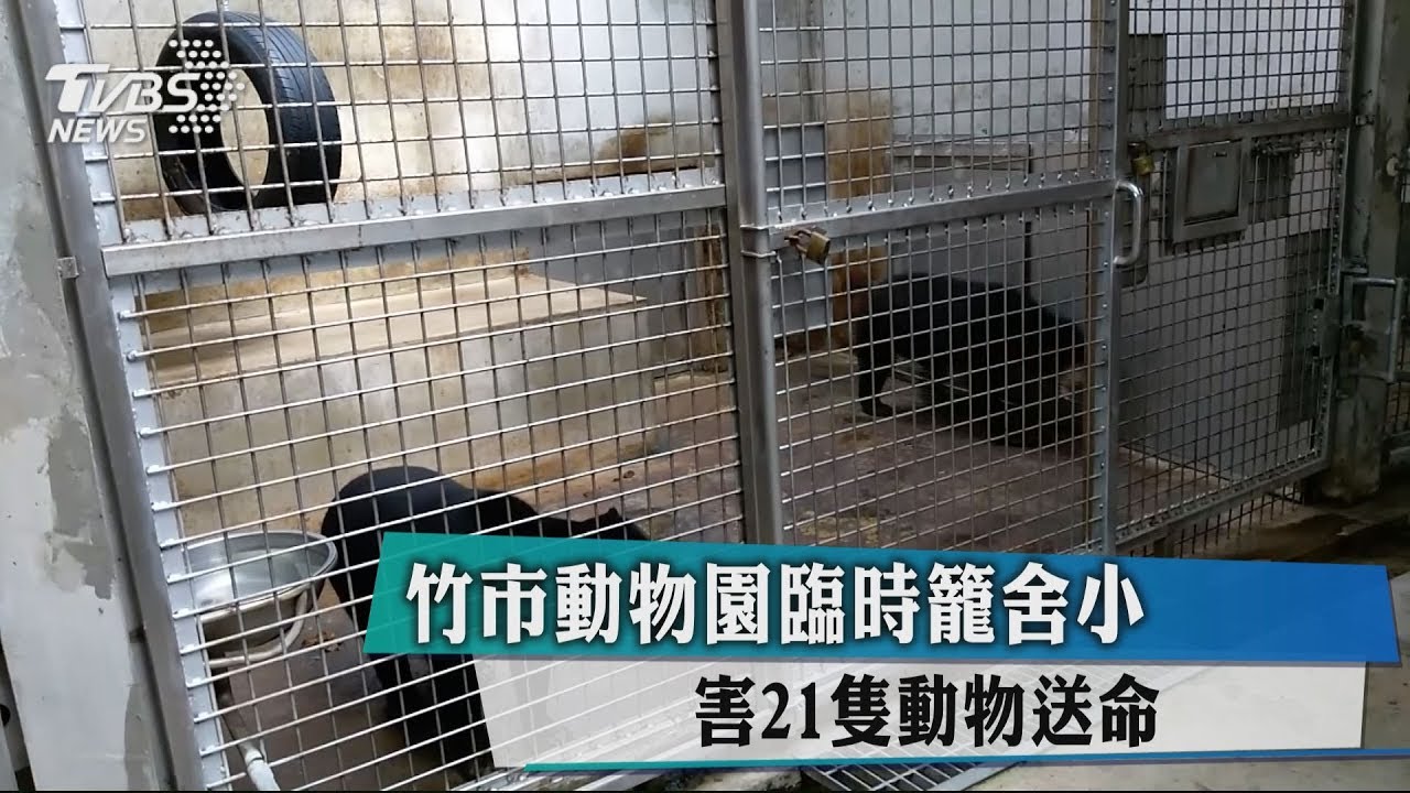 竹市動物園臨時籠舍小 害21隻動物送命