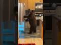 A bear stole food from their kitchen 😳