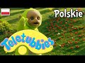Teletubisie Po Polsku 108 DOBRA JAKOŚĆ Pełny Odcinek