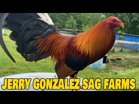 Beautiful Birds Sag Farms In Mexico