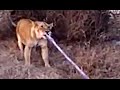 Lions Play Tug of War With Loose Tow-Rope on ...