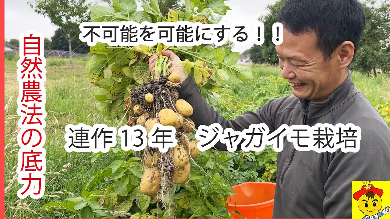 ジャガイモ13年連作!土の力で倍の収穫