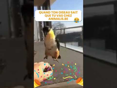 Miniature vidéo Animalis.be