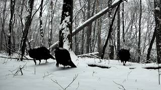 TOUGH Gobblers Highest Point on My Property: Trail Cam HIGHLIGHTS 2.26.26