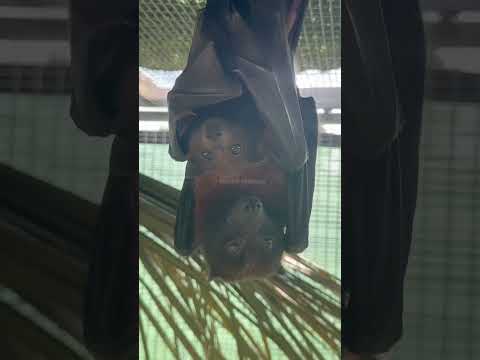 Fruit-eating bats#animals #funny #funnyanimal #cute #fruitbat