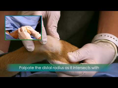 Canine Carpus - Dorsal Antebrachiocarpal Approach (Updated)
