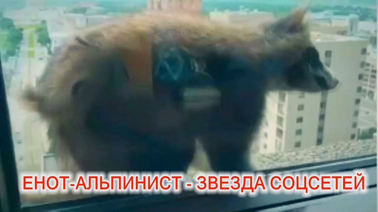 Новая звезда Интернета - енот-покоритель небоскреба