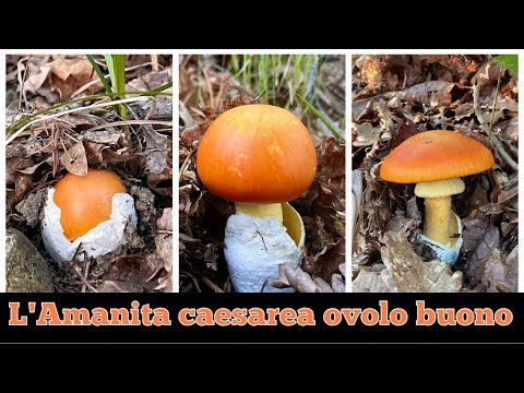 Amanita Caesarea, the good ovolo mushroom - mushrooms 2025 #mushroommagic #mushrooms #nature