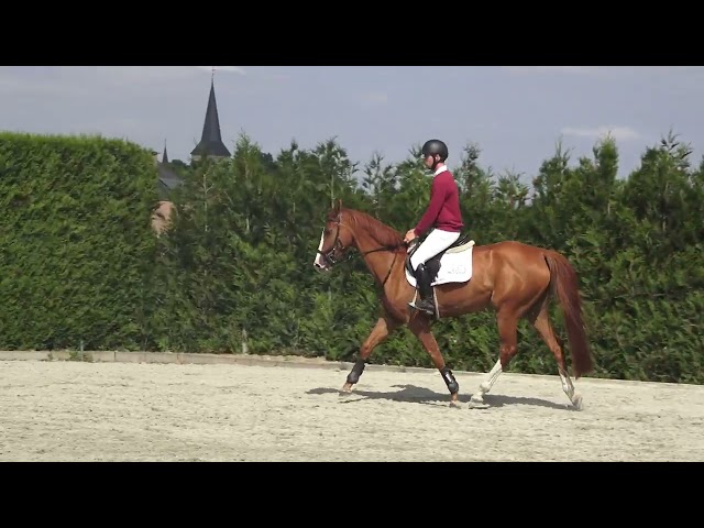 Gaits under the saddle