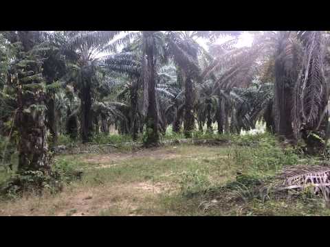 Large 10 Rai Palm Plantation for Sale in Krabi, Southern Thailand