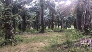 Large 10 Rai Palm Plantation for Sale in Krabi, Southern Thailand