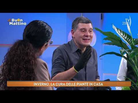 Di Buon Mattino (TV2000) - Come curare le piante d'interno durante l'inverno