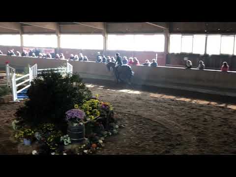 7 j Stute v Van Gogh