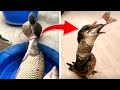 Great Cormorant Eats The BIG Whole Fish Instantly Amazing Bird