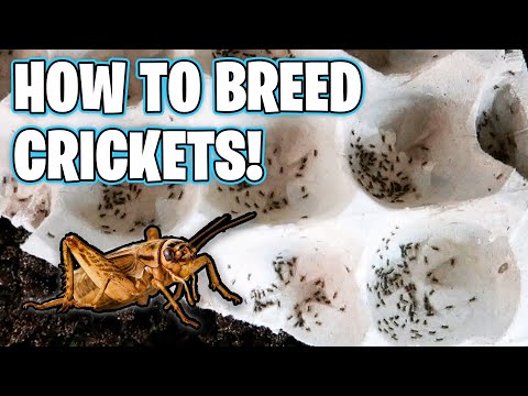 How to Breed Crickets!