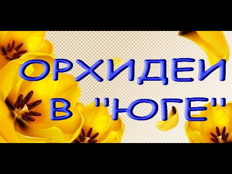 ЗАВОЗ прекрасных ОРХИДЕЙ (с названиями) в "Юге",10.11.21,Самара.Магазин "Букет Юг":ул.Авиационная,8.