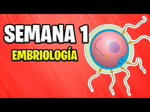 ✅ FIRST WEEK OF GESTATION  EMBRYOLOGY  📚