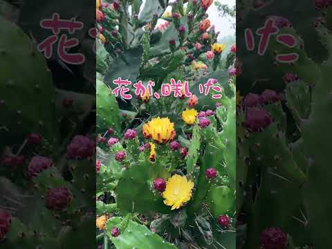 園芸 赤い花を持つ地下ウチワサボテン