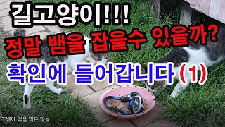 길고양이, 정말 뱀을 잡을 수 있을까? 지금부터 실험에 들어갑니다.(뱀 퇴치를 위한 길고양이 기르기, 정말 …