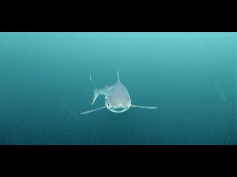Juvenile blue sharks in Vigo Bay