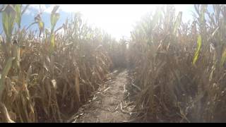 preview picture of video 'corn maze at Bauman's Farm and Garden, 4k'