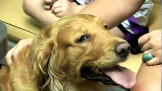 preview picture of video 'Churchland Animal Clinic - Video'
