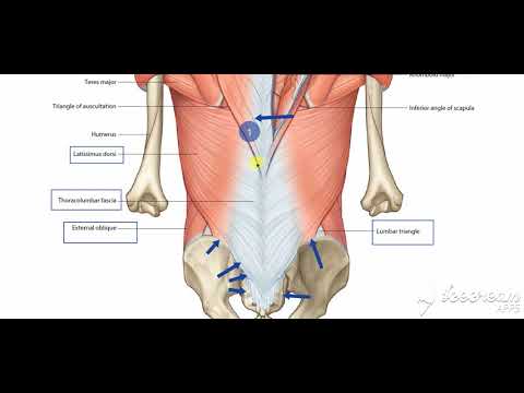 Back sensory nerve supply
