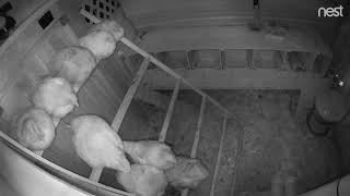 Ginger Cat Exploring Coop While Hens Sleep