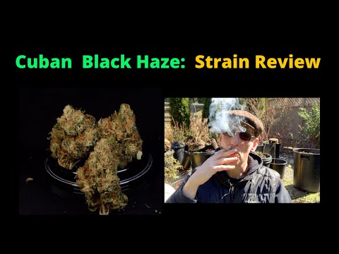 Cuban Black Haze Strain Review