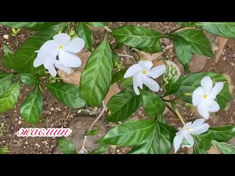 🇯🇲. Jamaican Tropical Flowers 🌺