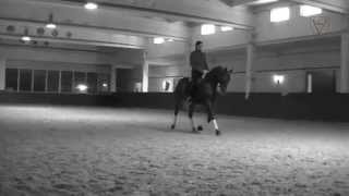 preview picture of video 'Galahad - arabian gelding (training)'