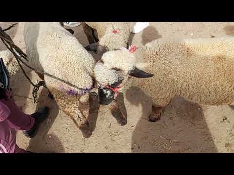 sección Ovejas en la feria ganadera San Marcos dpto.de Cajamarca Perú...