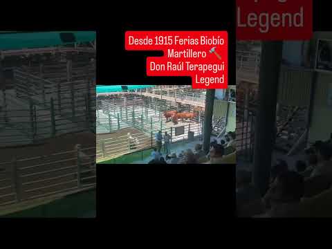 Ferias BioBio de los Angeles desde 1915, martillero Don Raúl Tirapegui trabajando. 31/01/2026